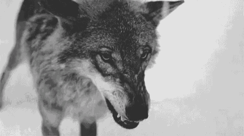 Wolf fletscht Zähne (animiertes Gif)